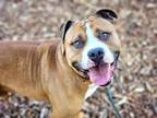 Adopt JASON a Pit Bull Terrier