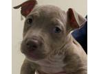Adopt BRIAN a Pit Bull Terrier