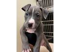 Adopt NICK a Pit Bull Terrier