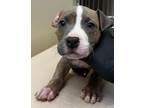 Adopt HOWIE a Pit Bull Terrier