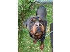 Adopt RINGO a Rottweiler