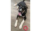 Adopt CATERPILLAR a German Shepherd Dog, Labrador Retriever