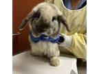 Adopt STEWART a Bunny Rabbit