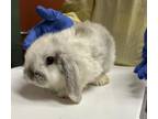 Adopt BUGS a Bunny Rabbit