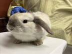 Adopt RABBIT8 a Bunny Rabbit