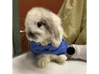Adopt RABBIT6 a Bunny Rabbit