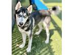 Adopt Solomon a Siberian Husky, Mixed Breed