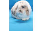 Adopt OZZY a Bunny Rabbit