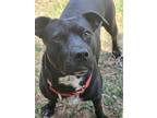 Adopt Shaylae a Mixed Breed (Medium) / Mixed dog in Crocker, MO (36425919)