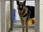 Adopt BRUNO MARS a German Shepherd Dog