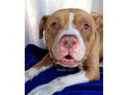 Adopt STEVE a Pit Bull Terrier