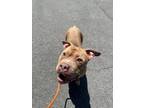 Adopt ARTY a Pit Bull Terrier