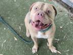 Adopt BINGO a Pit Bull Terrier