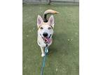 Adopt KRYPTO a German Shepherd Dog, Mixed Breed