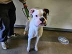 Adopt SAINT a Boxer, Mixed Breed