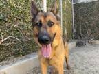 Adopt SHAG a German Shepherd Dog