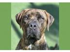 Adopt TIGER a Mastiff