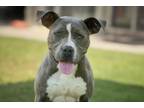 Adopt SERGEANT P a Pit Bull Terrier