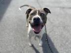 Adopt QUINN a Pit Bull Terrier