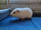 Adopt CASPER a Guinea Pig