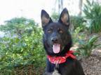 Adopt TOBY a German Shepherd Dog