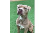 Adopt CANE a Pit Bull Terrier