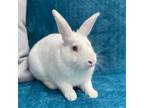 Adopt GOJI BERRY a Bunny Rabbit