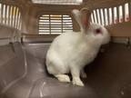 Adopt GOJI BERRY a Bunny Rabbit