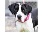Adopt BUDDY a Great Dane, Mixed Breed