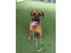 Adopt CASSADANO a Boxer