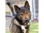 Adopt OSO a German Shepherd Dog