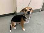 Adopt JETT a Beagle, Mixed Breed
