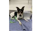 Adopt MAX a Rat Terrier