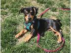 Adopt Bodie a Dachshund