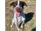 Adopt Lechuga a German Shorthaired Pointer