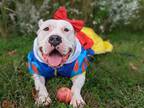 Adopt Snow White a White Dogo Argentino / Mixed dog in Wilmington, DE (37468461)