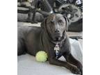 Adopt Teton / Mario / Amigo a Labrador Retriever