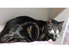 Adopt SHADOW a Domestic Short Hair