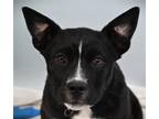 Adopt HERO a Pit Bull Terrier, Border Collie