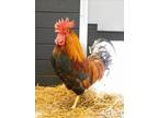 Adopt RAMBO a Chicken