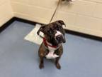 Adopt LAGER a Pit Bull Terrier