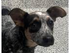 Adopt Rebel a Australian Cattle Dog / Blue Heeler