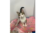 Adopt Hamm a Domestic Short Hair