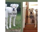 Adopt Kobe-boxer a Boxer