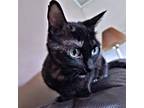 Adopt Gracie a Tortoiseshell Domestic Shorthair / Mixed (short coat) cat in