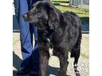 Adopt Turf a Flat-Coated Retriever, Border Collie