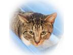 Adopt Echo a Domestic Short Hair