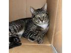 Adopt Felix a Domestic Short Hair