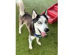 Adopt TOBY a Siberian Husky