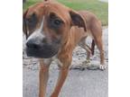 Adopt BEN a Boxer